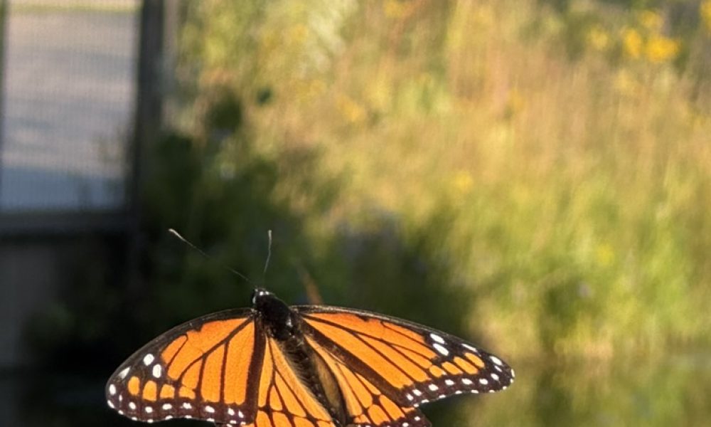 16550B17-072F-47E9-BDF1-E4680ED08702_1_105_c