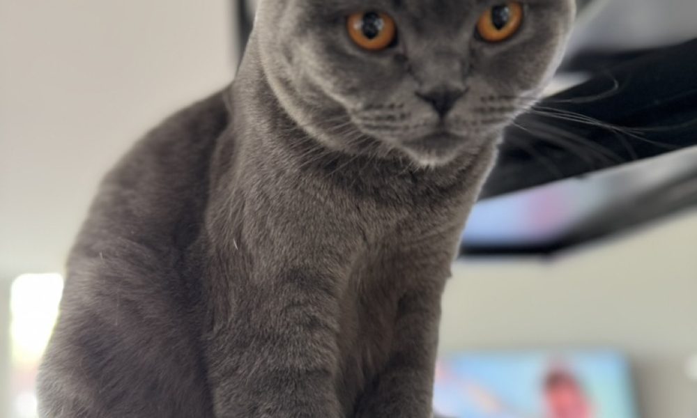 3226D67B-19B0-43C5-B0A8-F60D528B9053_1_105_c